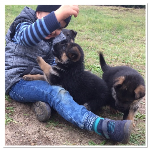 štěňata německého ovčáka k dispozici k adopci, rozdáváme kvůli našemu přísnému harmonogramu. štěňata německého ovčáka k dispozici k adopci, rozdáváme kvůli našemu přísnému harmonogramu.