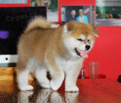 02 tat akita inu zdarma k adopci!