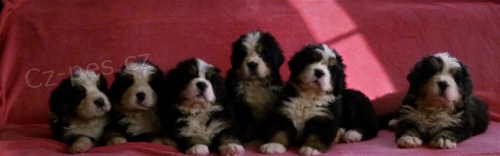 �t��ata Bernsk�ho sala�nick�ho psa