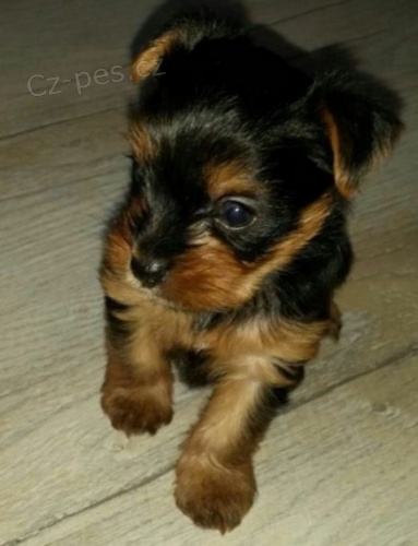 miniaturní hračka štěňata yorkšírského teriéra miniaturní hračka štěňata yorkšírského teriéra