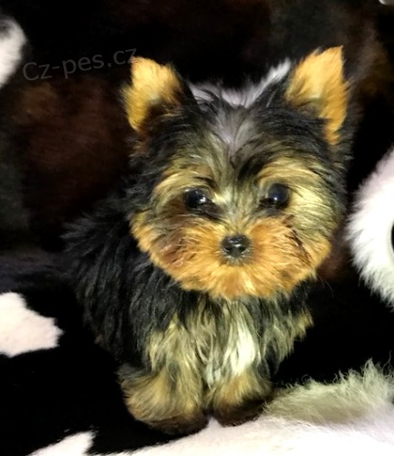 york��rsk� teri�r MINI