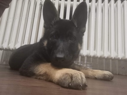 Německý ovčák - štěně pes Německý ovčák - štěně pes