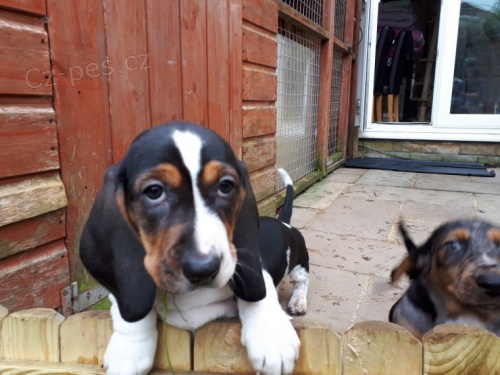 registrovan� �t��ata basset hound ohromuj�c� vrh