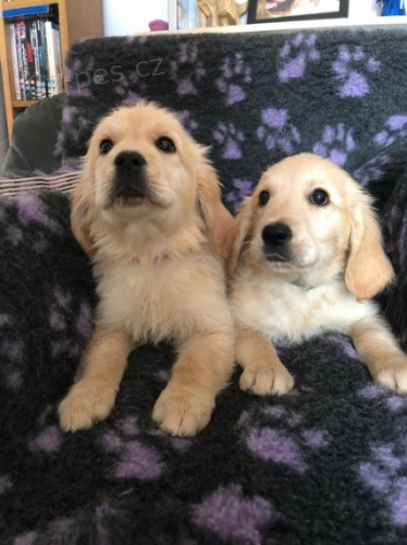 K dispozici jsou registrovan� �t��ata zlat�ho retr�vra. Nyn� jsou v�ichni p�ipraveni j�t do nov�ch domov�.