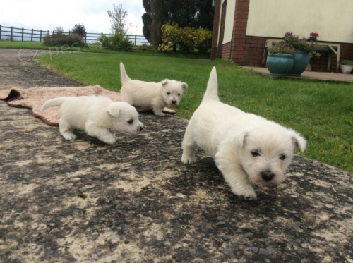 Kr�sn� �t���tka teri�r� West Highland terrier hledaj�c� miluj�c� nav�dy domovy, 2 d�vky 1 kluk k dispozici