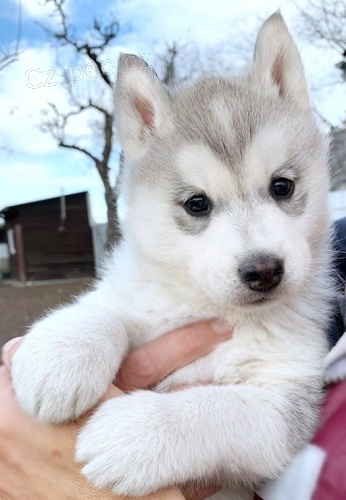Sibi�sk� husky s FCI PP