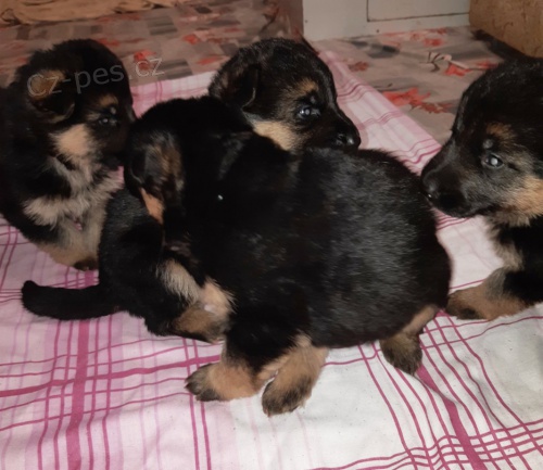 Prodám štěňata německého ovčáka s PP Prodám štěňata německého ovčáka s PP
