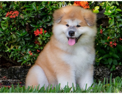 adopce adopce štěňata akita inu samci a samice hledající nový domov adopce adopce štěňata akita inu samci a samice hledající nový domov