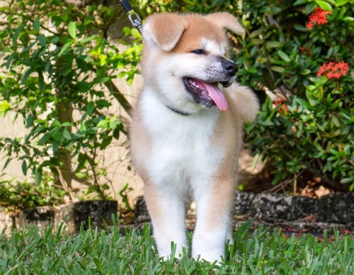 adopce adopce štěňata akita inu samci a samice hledající nový domov adopce adopce štěňata akita inu samci a samice hledající nový domov