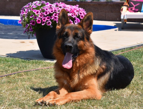 Prodám štěňata německého ovčáka Prodám štěňata německého ovčáka