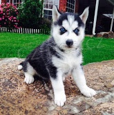 Štěňata sibiřského Husky Štěňata sibiřského Husky