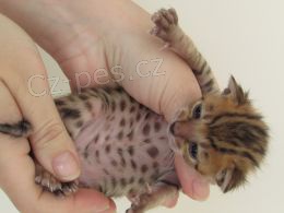 12 t�dn� Rodokmen Beng�lsk� ko�ata Ko�ata pro p�e��vaj�c� samce a samice jsou k dispozici