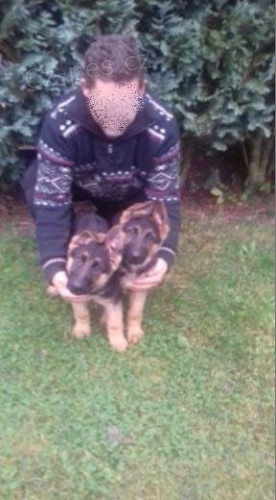 Štěňata NO Štěňata NO