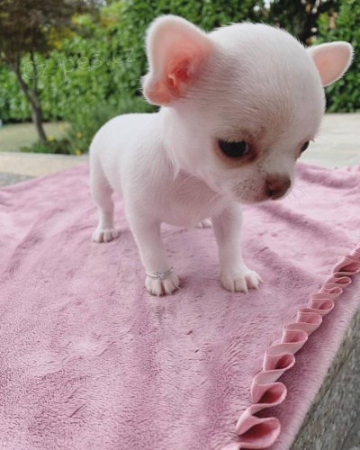 čivava štěňata hledající nový domov pro adopci zdarma kontakt nyní se svým číslem Whatsapp čivava štěňata hledající nový domov pro adopci zdarma kontakt nyní se svým číslem Whatsapp