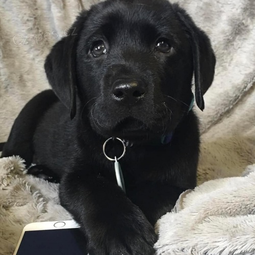 adoptivní štěňátka přátelská a hravá labradorský adoptivní štěňátka přátelská a hravá labradorský