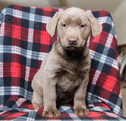 adoptivní štěňátka přátelská a hravá labradorský adoptivní štěňátka přátelská a hravá labradorský