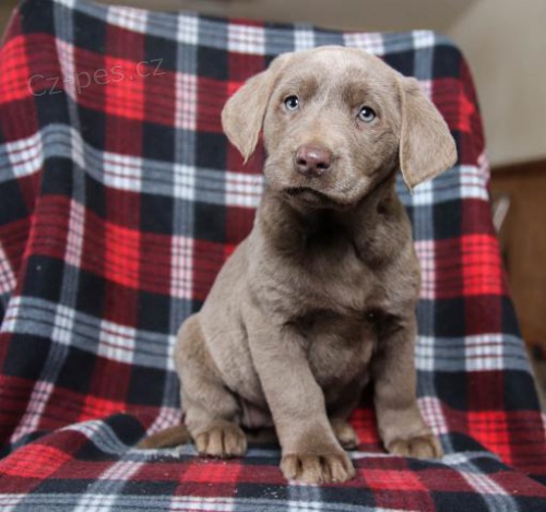 adoptivní štěňátka přátelská a hravá labradorský adoptivní štěňátka přátelská a hravá labradorský
