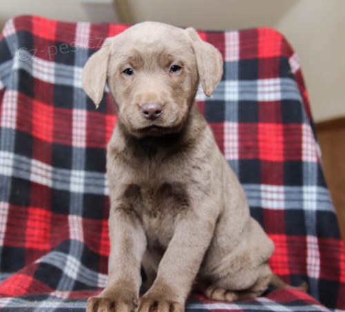 adoptivní štěňátka přátelská a hravá labradorský adoptivní štěňátka přátelská a hravá labradorský