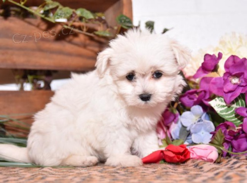 kr�sn� maltsk� �t���tka 