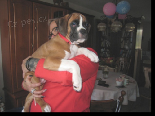 boxersk� �t��ata k dispozici