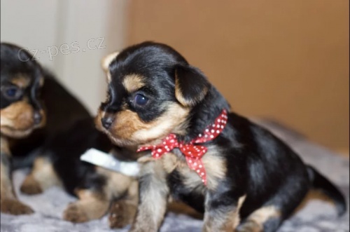 roztomilý Jorkšírský teriér štěňata roztomilý Jorkšírský teriér štěňata