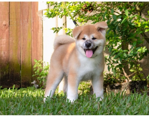 adopce adopce štěňata akita inu samci a samice hledající nový domov adopce adopce štěňata akita inu samci a samice hledající nový domov