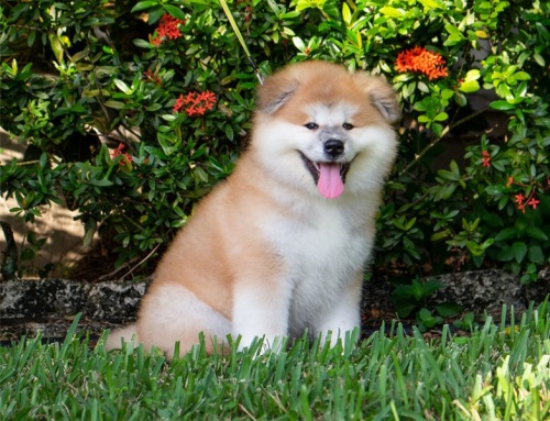 adopce adopce štěňata akita inu samci a samice hledající nový domov adopce adopce štěňata akita inu samci a samice hledající nový domov