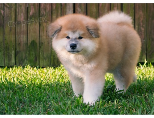 adopce adopce štěňata akita inu samci a samice hledající nový domov adopce adopce štěňata akita inu samci a samice hledající nový domov