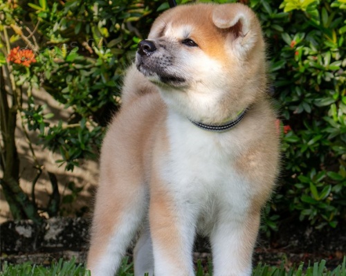 adopce adopce štěňata akita inu samci a samice hledající nový domov adopce adopce štěňata akita inu samci a samice hledající nový domov