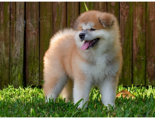 adopce adopce štěňata akita inu samci a samice hledající nový domov adopce adopce štěňata akita inu samci a samice hledající nový domov