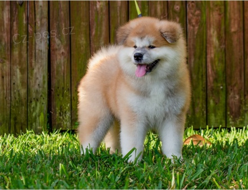 adopce adopce štěňata akita inu samci a samice hledající nový domov adopce adopce štěňata akita inu samci a samice hledající nový domov