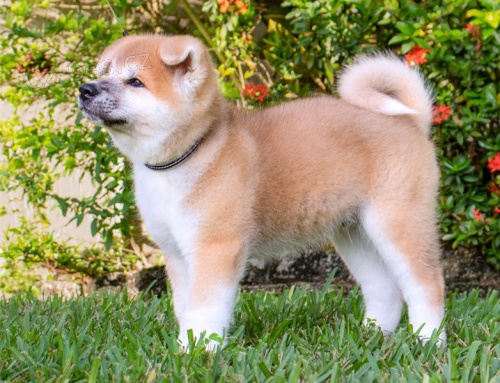 adopce adopce štěňata akita inu samci a samice hledající nový domov adopce adopce štěňata akita inu samci a samice hledající nový domov