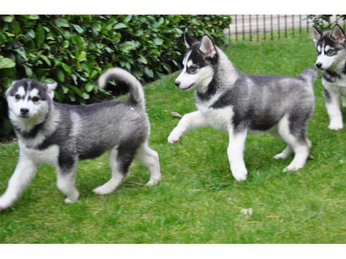 Registrovaná huská štěňata  Registrovaná huská štěňata