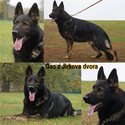 Prodám štěňata německého ovčáka Prodám štěňata německého ovčáka