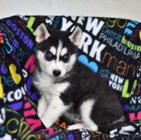 �t��ata sibi�sk�ho Husky