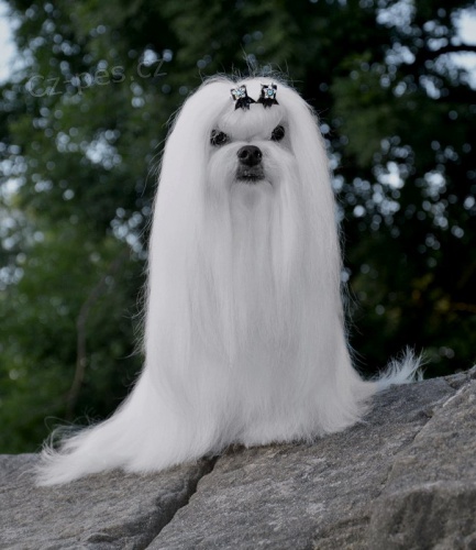 Maltézáček  - Maltézský psík s PP Maltézáček  - Maltézský psík s PP