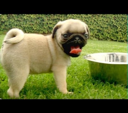 Mops na Vánoce. Mops na Vánoce.