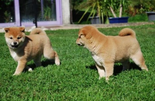 Shiba-Inu na Vánoce. Shiba-Inu na Vánoce.