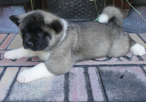 Akita-inu na Vánoce. Akita-inu na Vánoce.
