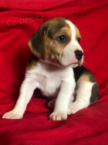 �t��ata Beagle