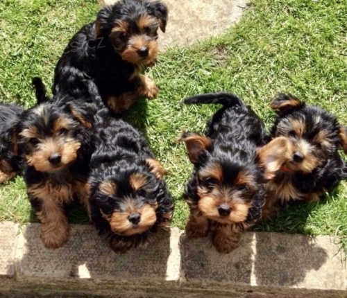 Miniaturn� york��rsk� teri�r �t��ata