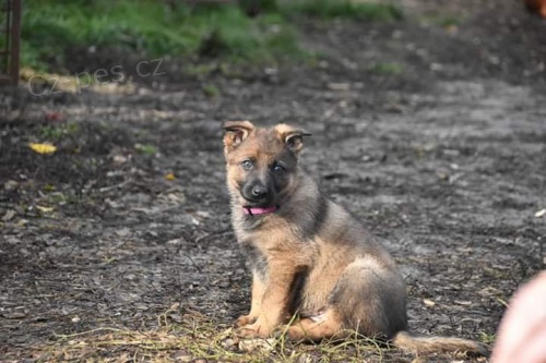 Německý ovčák s PP  - Výběrový chov Německý ovčák s PP  - Výběrový chov