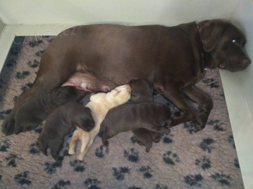 Labradorsk� retr�vr - �t���tka