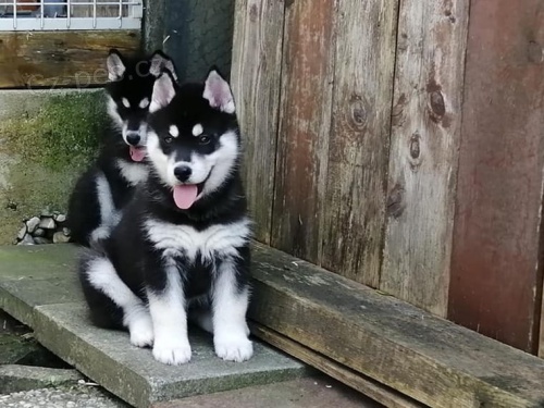 Sibi�sk� Husk� d�tsk� rodokmen