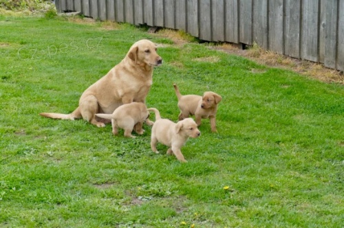 Rozkošný labrador. Rozkošný labrador.