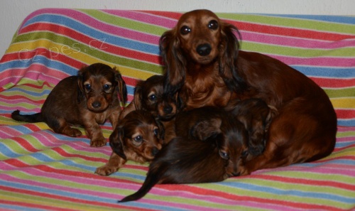 Štěňátka jezevčíka dlouhosrstého Štěňátka jezevčíka dlouhosrstého