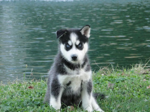nyní k dispozici, krásná a hravá psí a sibiřská husky štěňata k dispozici pro adopci.3 měsíce stará nyní k dispozici, krásná a hravá psí a sibiřská husky štěňata k dispozici pro adopci.3 měsíce stará