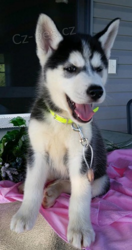 nyní k dispozici, krásná a hravá psí a sibiřská husky štěňata k dispozici pro adopci.3 měsíce stará nyní k dispozici, krásná a hravá psí a sibiřská husky štěňata k dispozici pro adopci.3 měsíce stará