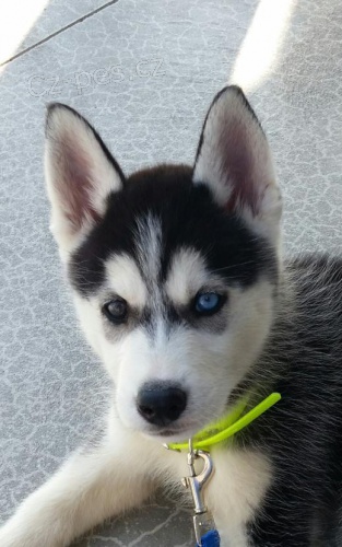 nyní k dispozici, krásná a hravá psí a sibiřská husky štěňata k dispozici pro adopci.3 měsíce stará nyní k dispozici, krásná a hravá psí a sibiřská husky štěňata k dispozici pro adopci.3 měsíce stará