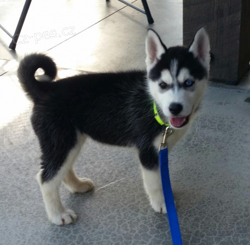 nyní k dispozici, krásná a hravá psí a sibiřská husky štěňata k dispozici pro adopci.3 měsíce stará nyní k dispozici, krásná a hravá psí a sibiřská husky štěňata k dispozici pro adopci.3 měsíce stará
